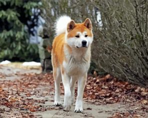 Hachiko Puppy Paint By Numbers