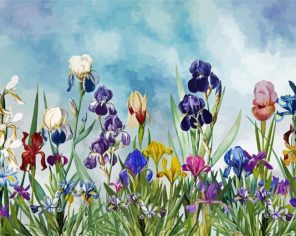 Iris Field Paint By Numbers