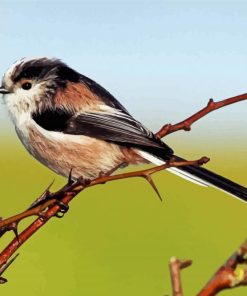 Cute Long Taild Tit Bird Paint By Numbers