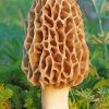 Morel Mushroom paint by numbers