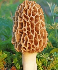 Morel Mushroom paint by numbers