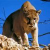 Mountain Lion Paint By Numbers