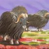 Muskox Animals Art paint by numbers