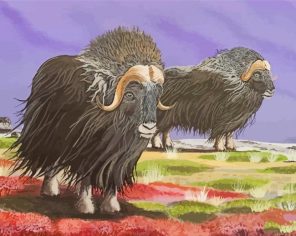 Muskox Animals Art paint by numbers