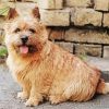 Norwich Terrier Puppy Paint by Numbers