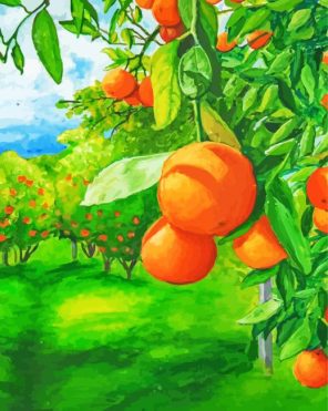 Orange Grove Art Paint By Numbers