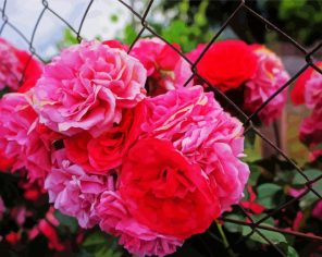 Pink Carnation Flowers paint by numbers