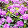 Purple Rhododendron Paint By Numbers