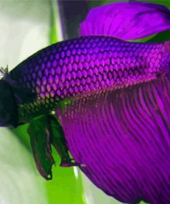 Purple Betta Fish Paint By Numbers