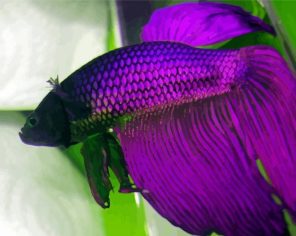 Purple Betta Fish Paint By Numbers