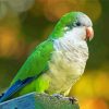 Quaker Parrot Paint By Numbers