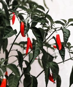 Hot Peppers Plants Paint By Numbers