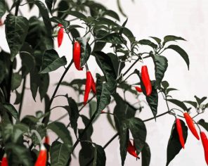 Hot Peppers Plants Paint By Numbers