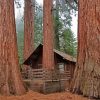 Redwoods Plants Paint by Numbers