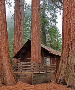 Redwoods Plants Paint by Numbers