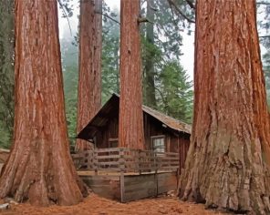 Redwoods Plants Paint by Numbers