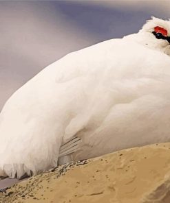 White Ptarmigan Paint by Numbers