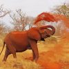 Safari Elephant Dust paint by numbers