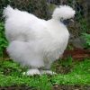 Silkie Bird Paint By Numbers