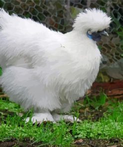 Silkie Bird Paint By Numbers