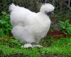 Silkie Bird Paint By Numbers