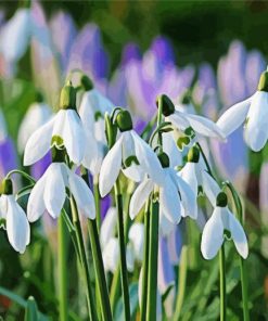 White Plants Paint By Numbers