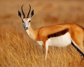 South African Springbok paint by numbers