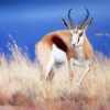 Springbok Animal Paint By Paintings