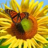 Sunflower With Butterfly Paint By Numbers