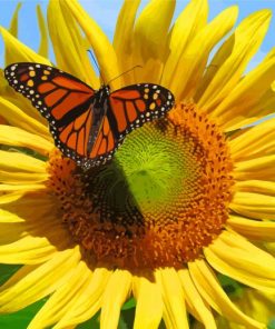 Sunflower With Butterfly Paint By Numbers