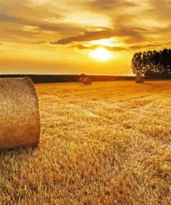 Harvest Field Paint By Numbers