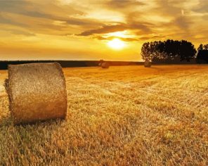 Harvest Field Paint By Numbers