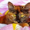 The Tortoiseshell Cat Paint by Numbers