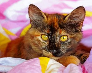 The Tortoiseshell Cat Paint by Numbers