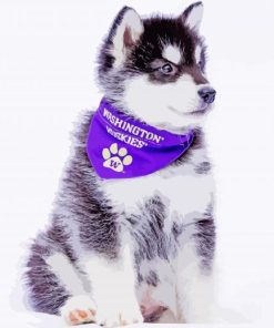 Washington Husky Animal paint by numbers