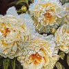 White Peonies paint by numbers