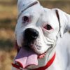 White Boxer Dog Paint By Numbers