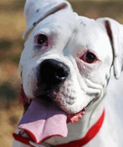 White Boxer Dog Paint By Numbers