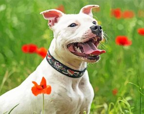 Staffy Puppy Paint by Numbers