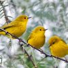 Yellow Finches Birds Paint by Numbers