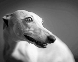 Monochrome Whippet Paint by Numbers