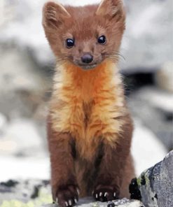 Adorable Pine Marten paint by numbers