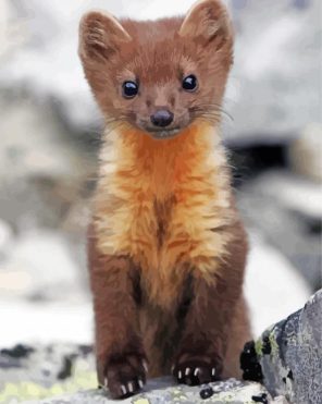 Adorable Pine Marten paint by numbers