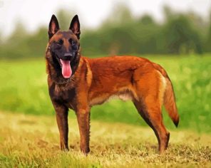 Belgian Malinois Paint By Numbers