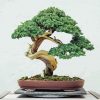 Aesthetic Bonsai Tree paint by numbers