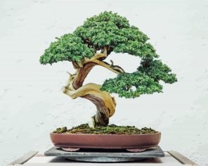 Aesthetic Bonsai Tree paint by numbers