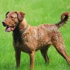 Bay Retriever Dog paint by numbers