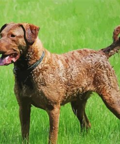 Bay Retriever Dog paint by numbers