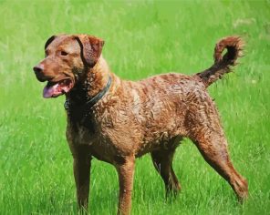 Bay Retriever Dog paint by numbers