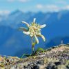 Edelweiss Plant Paint by Numbers